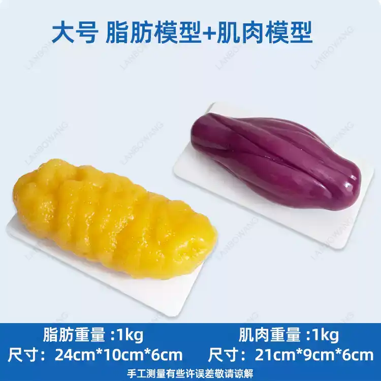 Human Muscle and Fat Replicas, - Nutrition Of Fitness ulasan dan harga