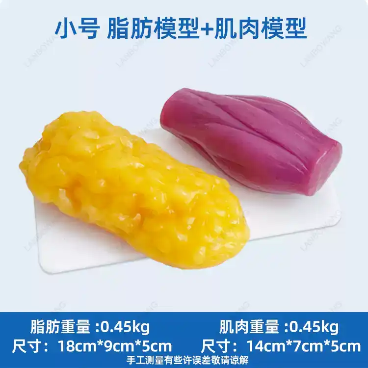 Human Muscle and Fat Replicas, - Nutrition Of Fitness ulasan dan harga